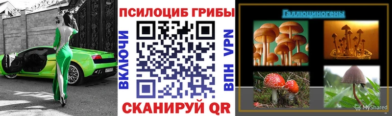 где купить наркоту  Михайловск  Псилоцибиновые грибы Cubensis 